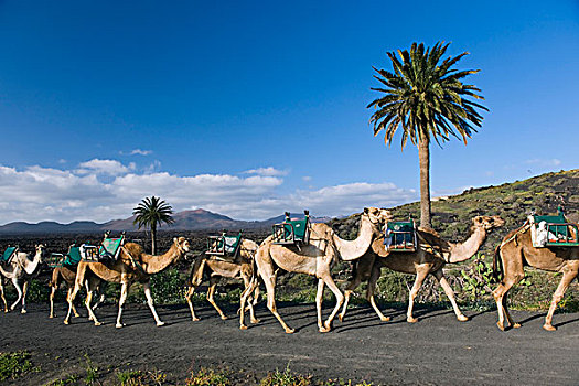 骆驼,驼队,火山,风景,靠近,兰索罗特岛,加纳利群岛,西班牙,欧洲