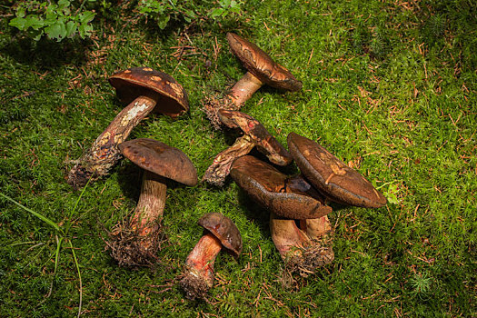 蘑菇,林中地面