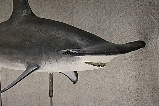 鲨鱼标本