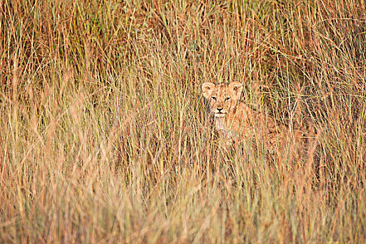 狮子,幼兽,隐藏,高草,马赛马拉国家保护区,肯尼亚,非洲