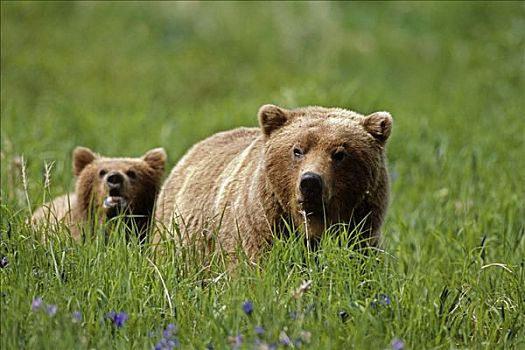 棕熊,母熊,幼兽,走,高草,西南方,阿拉斯加,夏天