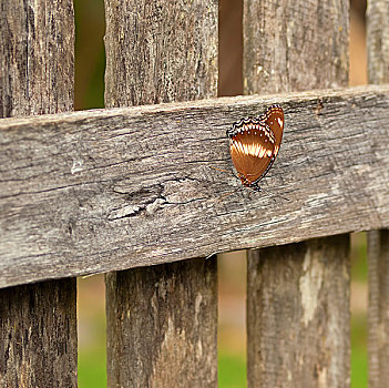 澳大利亚,蝴蝶,休息,木头,围栏,栅栏