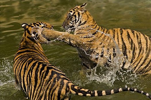 两个,虎,争斗,水中