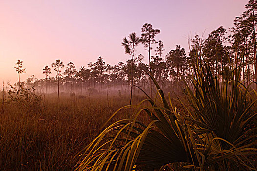 模糊,日出,大沼泽地国家公园,佛罗里达