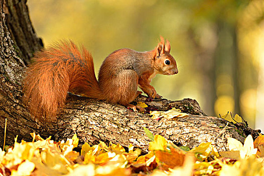 红松鼠,松鼠,树,秋天,萨克森,德国,欧洲