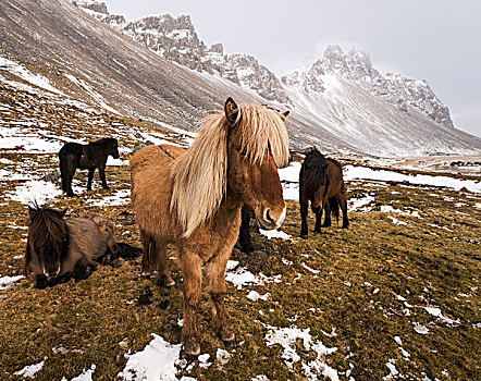 冰岛马,冬天,正面,雪山,冰岛,欧洲