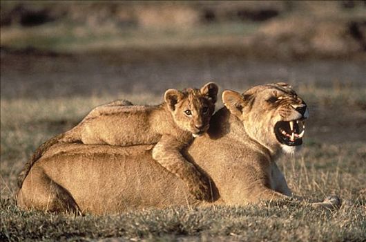 非洲狮,狮子,休息,塞伦盖蒂国家公园,坦桑尼亚