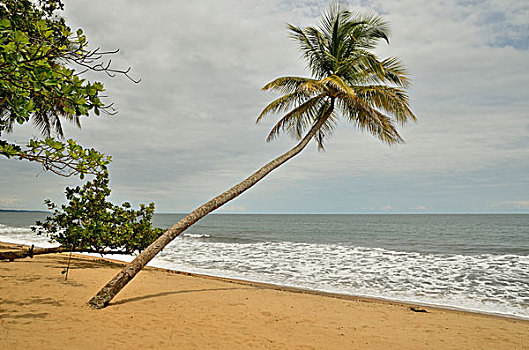 棕榈树,树,海滩,喀麦隆,中非,非洲