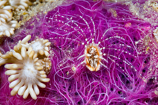 珊瑚,藤壶,浮游生物,科莫多国家公园,印度尼西亚