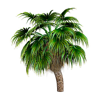 棕榈树,白色背景