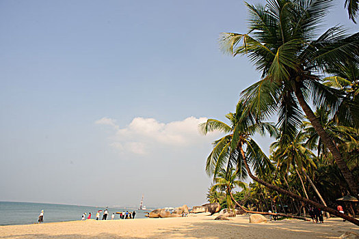 海滩椰树礁石