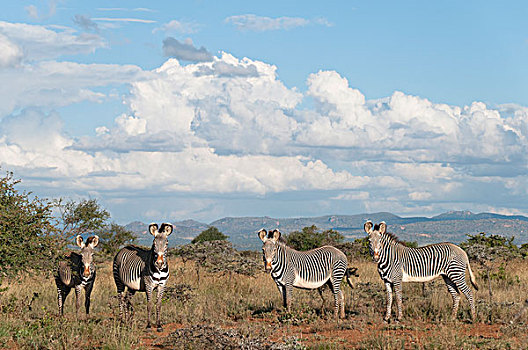 斑马,细纹斑马,群,研究中心,肯尼亚