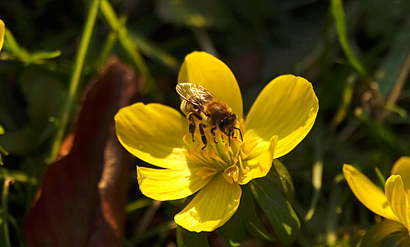蜜蜂,冬乌头,冬菟葵,德国,欧洲
