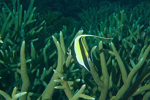 海洋生物