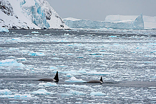 逆戟鲸,游动,雷麦瑞海峡,南极