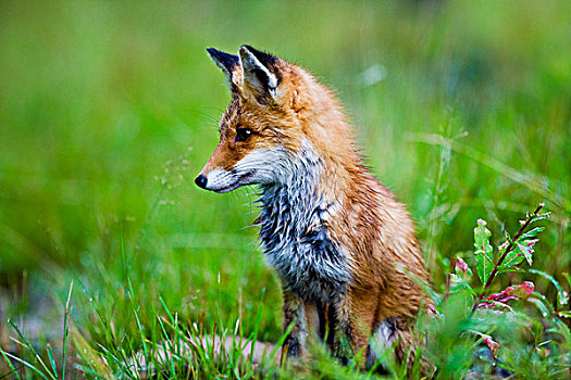 年轻,红色,狐狸,挪威,斯堪的纳维亚,欧洲