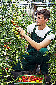 温室,丰收,成熟,西红柿