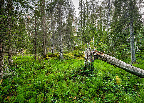 秋天,树,北极,树林,木贼属植物,木贼属,芬兰,欧洲