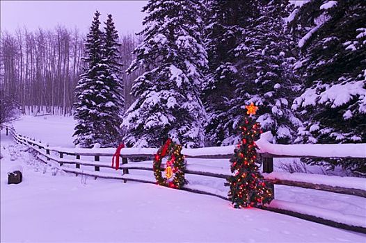 装饰,圣诞树,科罗拉多,冬天