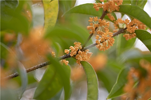 桂花丹桂微距特写