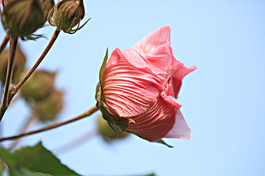 芙蓉花,拒霜花,木莲