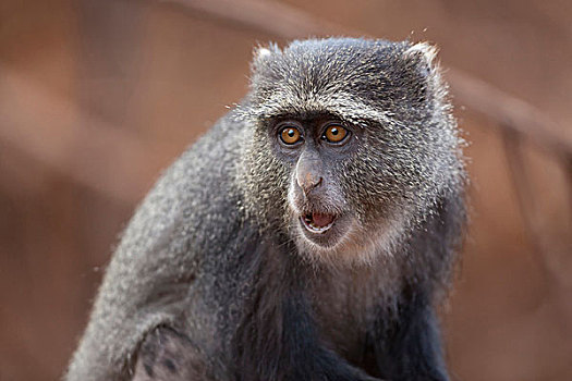 蓝猴,青长尾猴,成年,张嘴,国家公园,坦桑尼亚,非洲