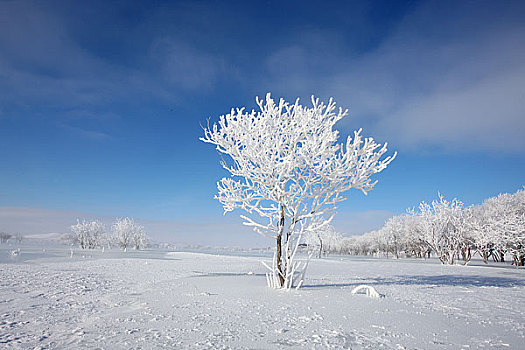 坝上雪景