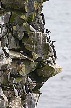 普通,海鸦,群,有角,角嘴海雀,一对,普里比洛夫群岛,阿拉斯加