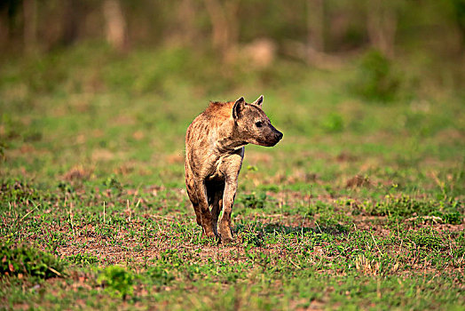 斑鬣狗,成年,克鲁格国家公园,南非,非洲