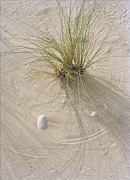 草,沙子