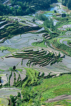 重庆市酉阳花田灌水梯田云雾缭绕风景如画