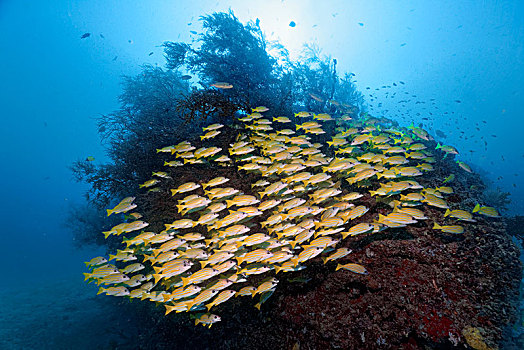鱼,成群,鲷鱼,四带笛鲷,正面,珊瑚,茂密,黑色,印度洋,马尔代夫,亚洲