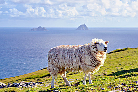 绵羊,海岸,头部,岛屿,凯瑞郡,爱尔兰,欧洲