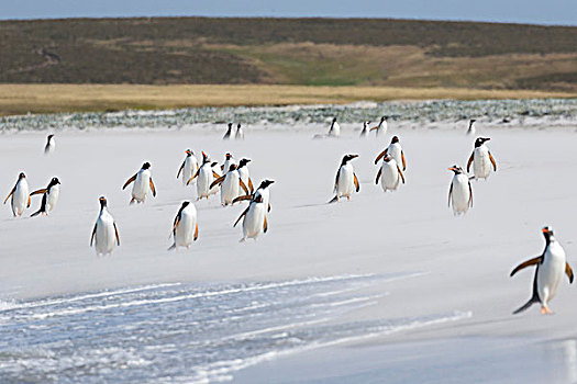 巴布亚企鹅,福克兰群岛,群,宽,沙滩