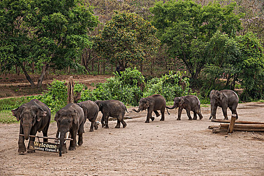 泰国清迈大象训练营的大象表演