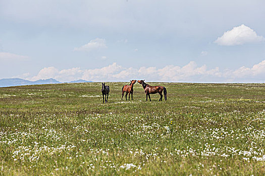 新疆喀拉峻草原风光
