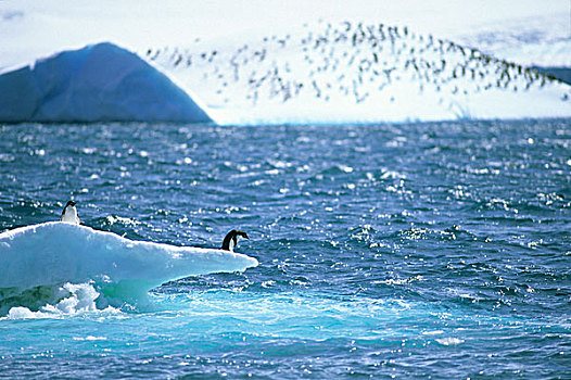 阿德利企鹅,冰山,南极半岛