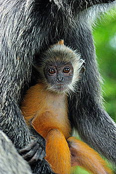 叶子,猴子,幼兽,雪兰莪州,自然公园,马来西亚