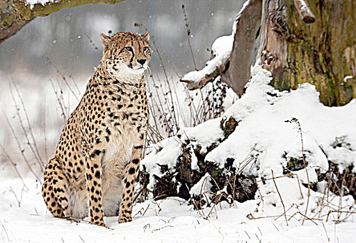 印度豹,雪中