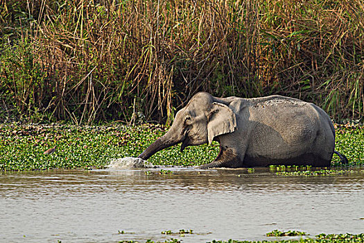 印度象,河,卡齐兰加国家公园,印度