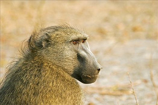 黄狒狒,莫瑞米,国家公园,野生动植物保护区,奥卡万戈三角洲,博茨瓦纳,非洲