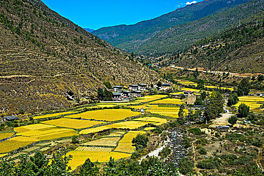 风景,稻田,廷布,山谷,不丹,亚洲