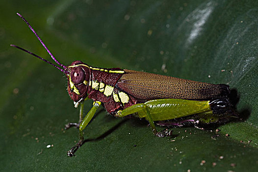 蝗虫,河,国家公园,厄瓜多尔