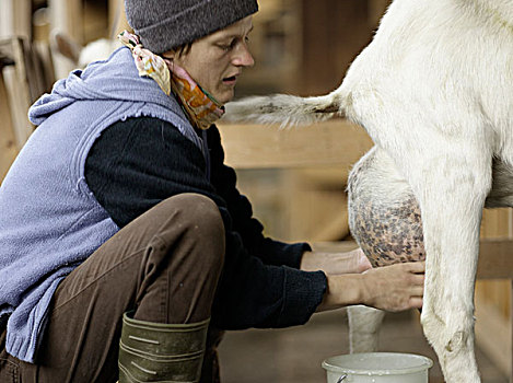 挤奶,山羊,传统