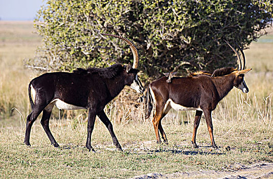 羚羊,乔贝国家公园,博茨瓦纳,非洲