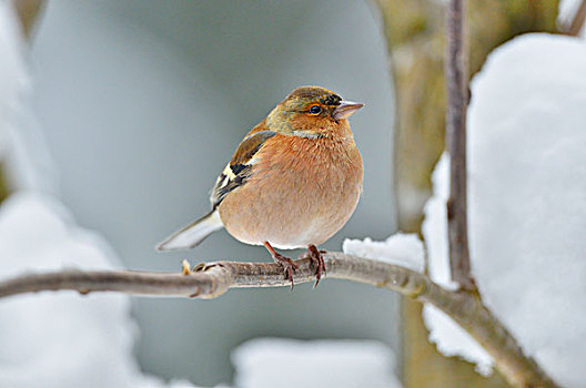 雄性,苍头燕雀,冬天,巴伐利亚森林国家公园,巴伐利亚,德国