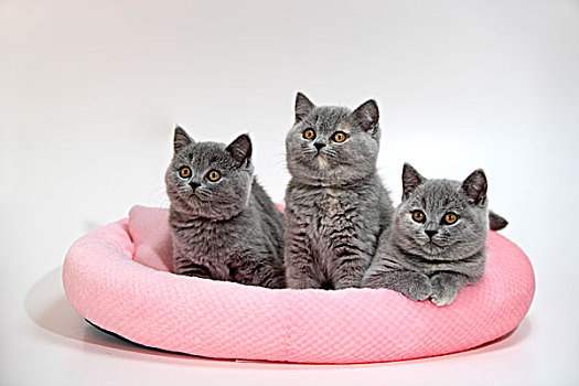 卡尔特猫,家猫,两个,小猫