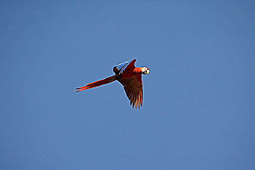 绯红金刚鹦鹉,委内瑞拉