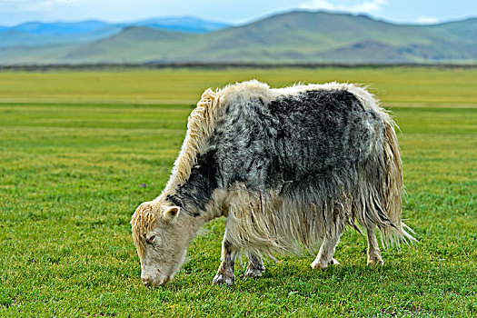 放牧,牦牛,山谷,国家公园,蒙古,亚洲