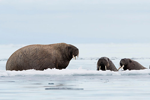 大西洋海象,海象,冰山,斯瓦尔巴特群岛,挪威